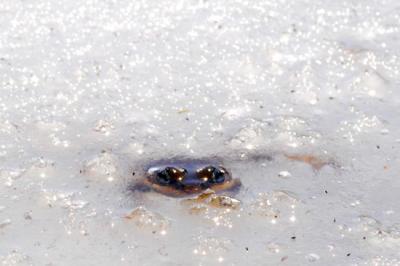 Cascades Frog