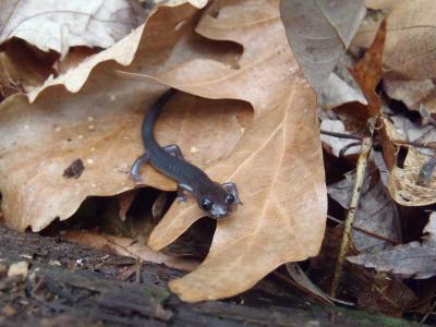 Northern Gray-Cheeked Salamanders are Getting Smaller Due to Climate Change