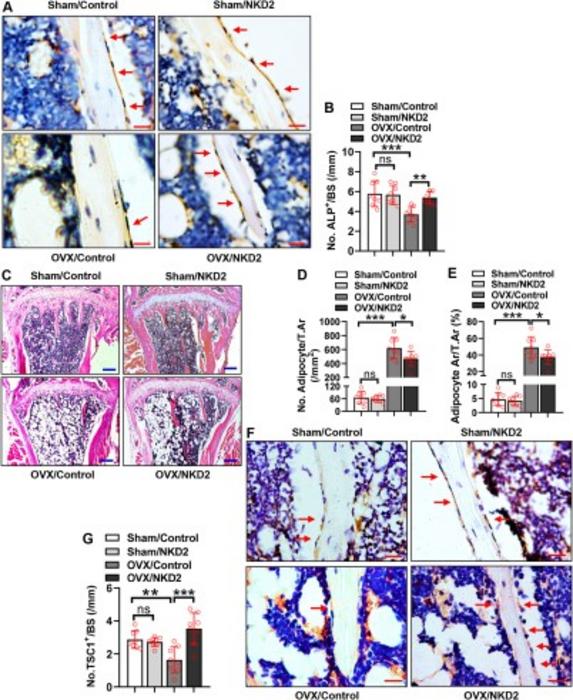 NKD2 in BMSCs facilitated osteoblast differentiation and suppressed adipocyte formation in OVX mice.