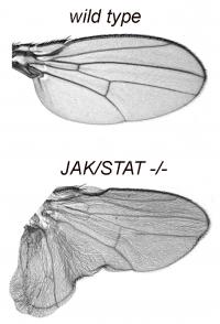 Duplication of wing structures