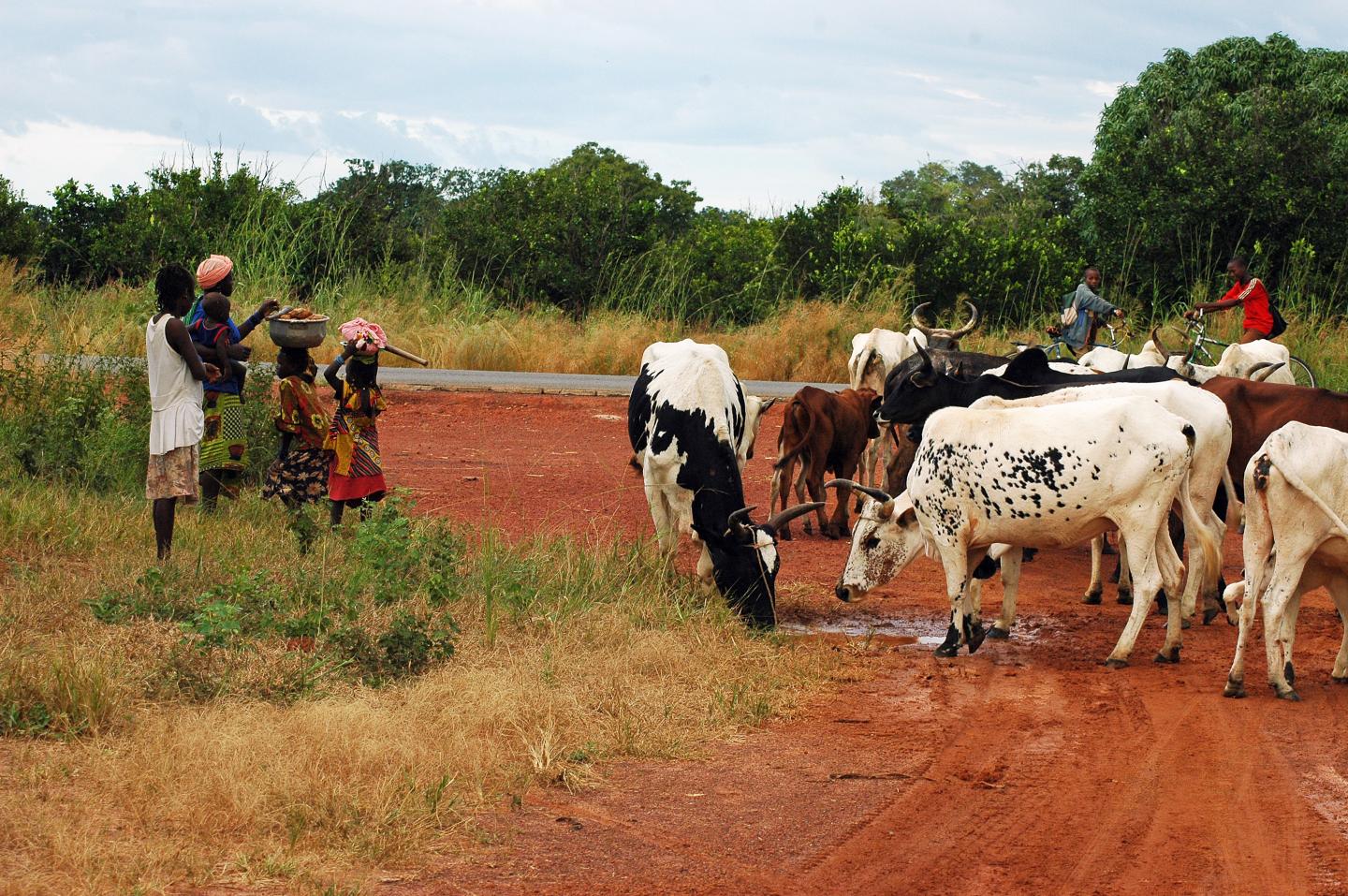 Villagers and Cattle on Dirt Road
