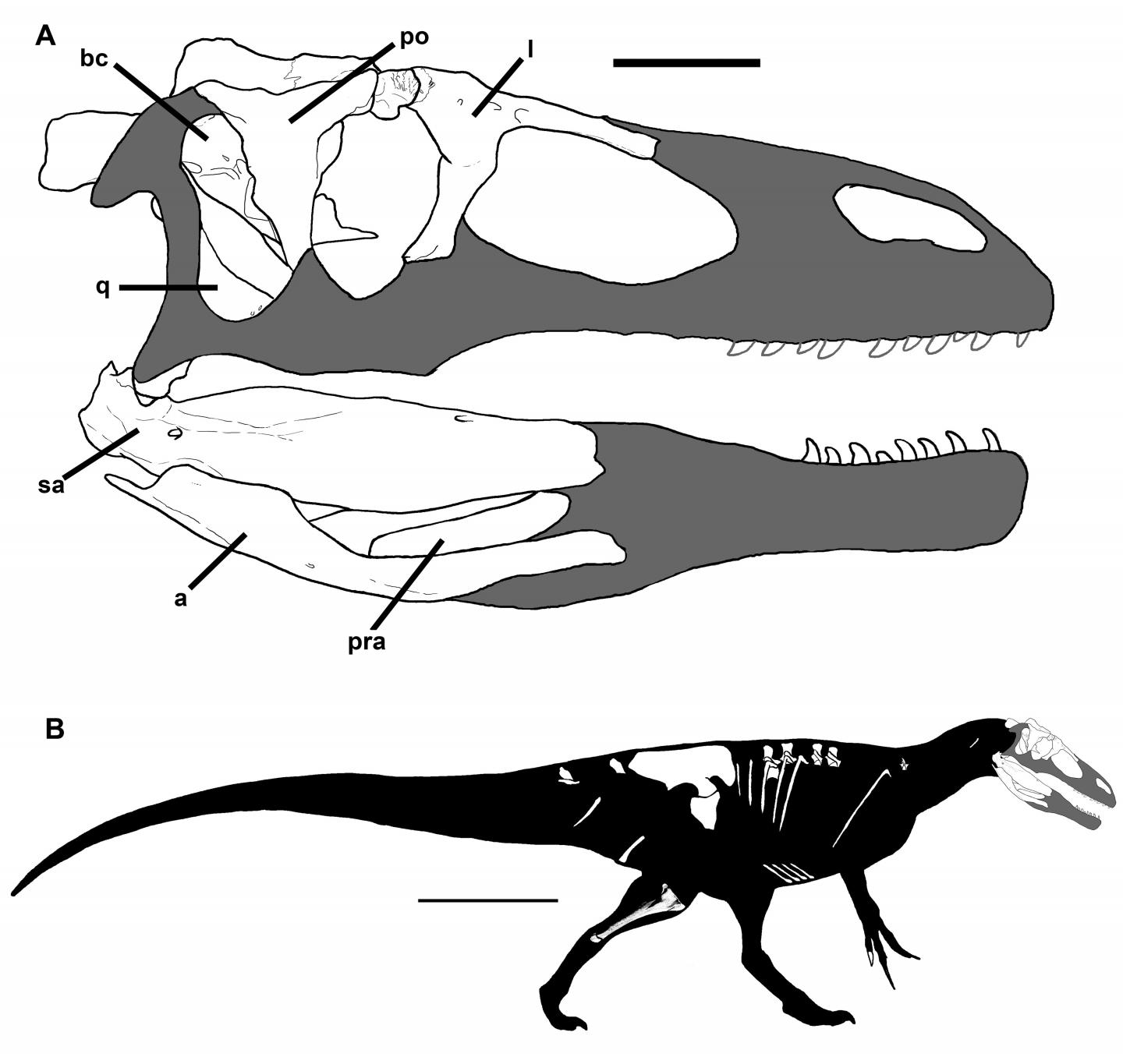 New Dinosaur Species, <i>Murusraptor barrosaensis</i>, May Give Clues to Evolutionary Origin of Mega