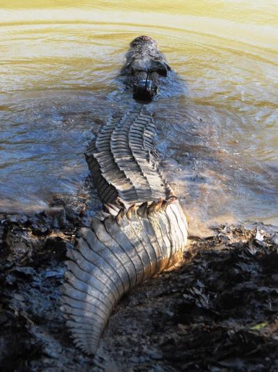 Satellite Transmitter Attached to Estuarine Crocodile