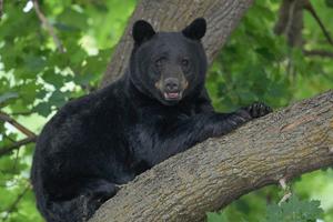 Bear in Missoula, MT neighborhood tree