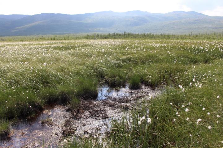 Wetland in England