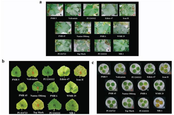 Reactions of 13 host melon accessions to PM.