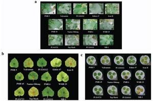 New hope for melon farmers: Genetic markers d | EurekAlert!