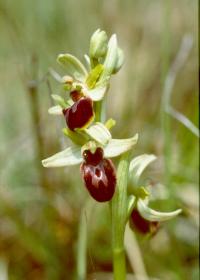 Early Spider Orchid (1 of 2)