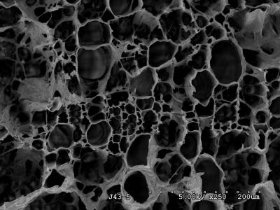 Micrograph of Ceriporiopsis-Colonized Wood