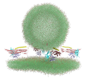 Molecular dynamics simulations of synaptic vesicles