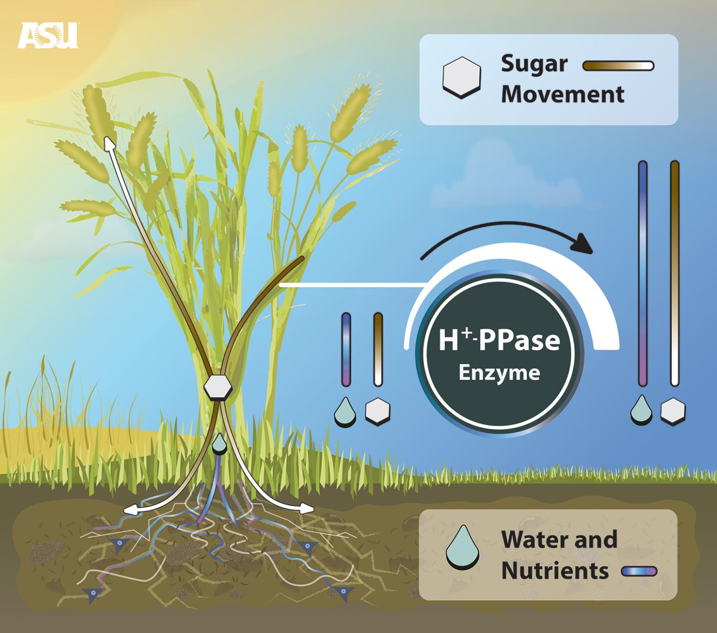 Crop Production Improved with New Biotechnology Created by ASU Researcher
