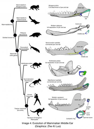Maotherium asiaticus Position on Evolutionary Tree