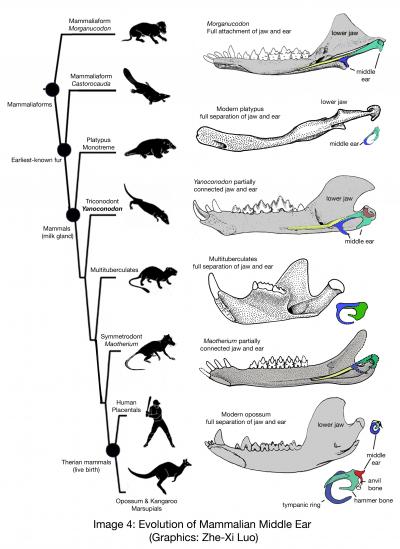 Evolution of our mammalian ancestor's ear bone