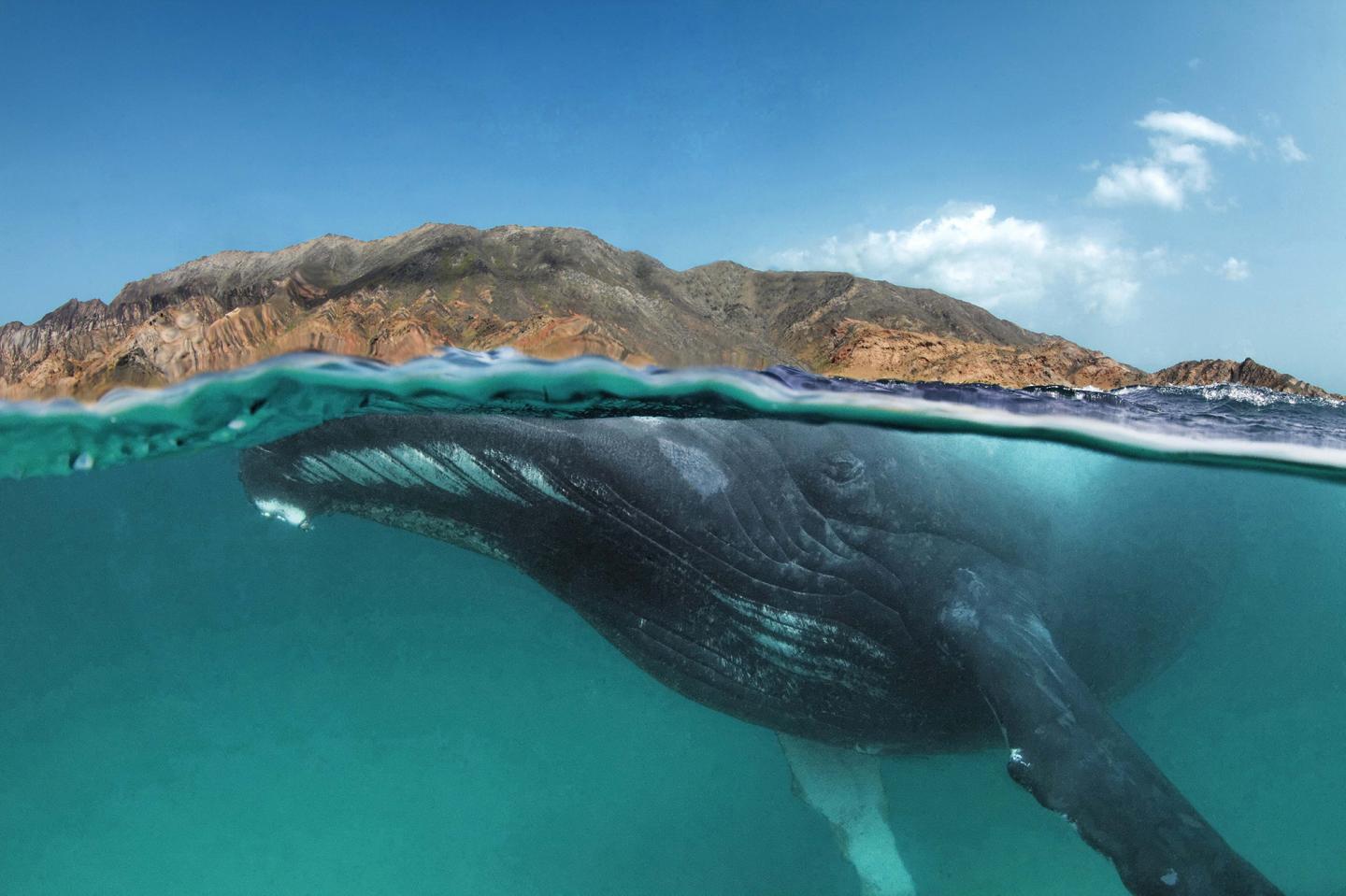 Arabian Sea Humpback Whale