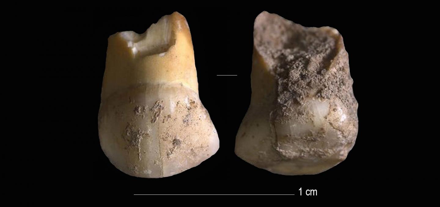 The Milk-Tooth Found in the Vicinity of Riparo Del Broion, Veneto, Italy