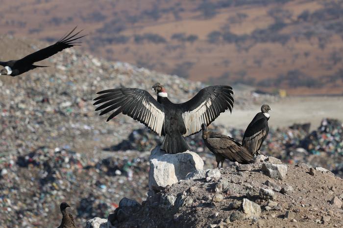 Landfills, a new food source for the Andean Condor.