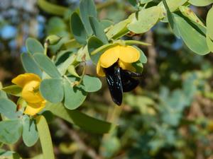 Biodiversity Presence of bacteria in soil makes flowers more attractive to pollinators, study shows