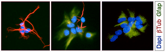 clonal assay stem cells