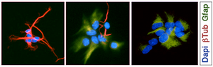 clonal assay stem cells