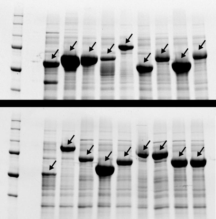 Synthesized Repeating Polypeptides