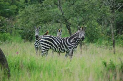Zebras in Tanzania