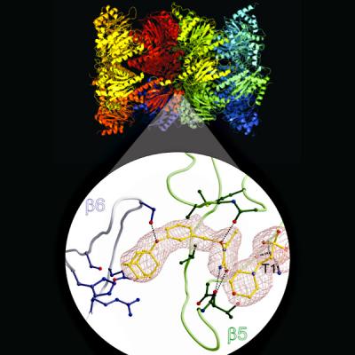A Hydroxyurea Derivative Reversibly Blocks the Proteasome
