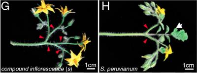 A Molecular Clock Controls Branching Architecture