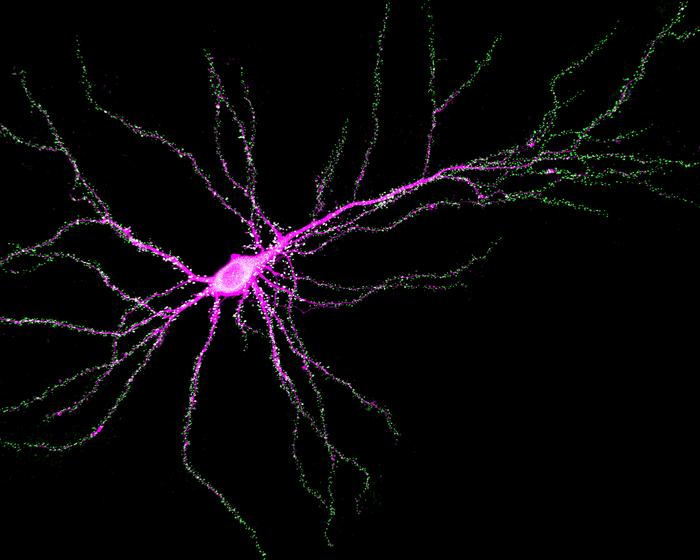 Neuron