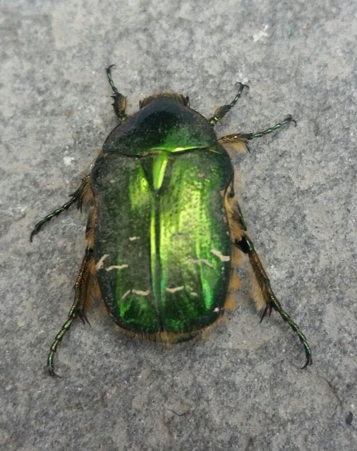 Rose Chafer