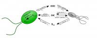 Algae Bacteria Model