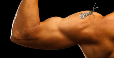 The New Truth of Muscle Mechanics