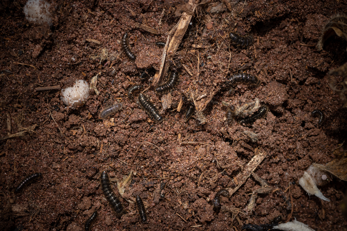 Larvae Image Eurekalert Science News Releases 