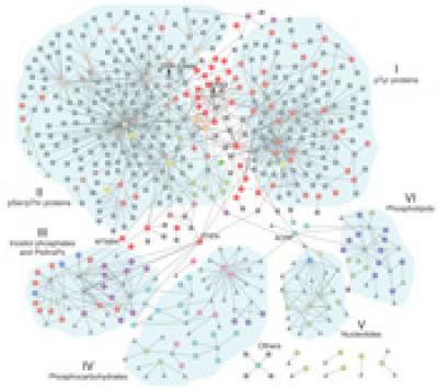 Web of Phosphatase Interactions