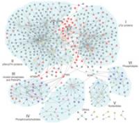 Web of Phosphatase Interactions