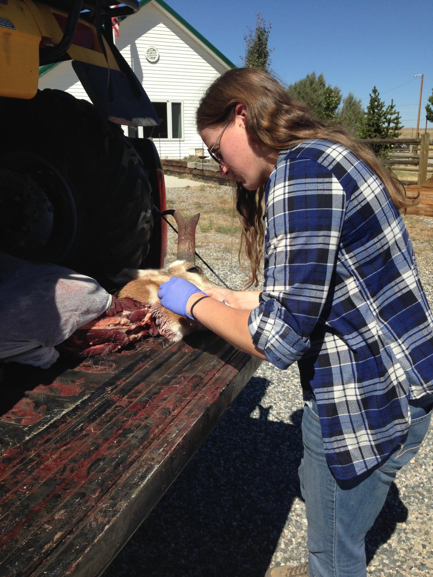 Pronghorn research