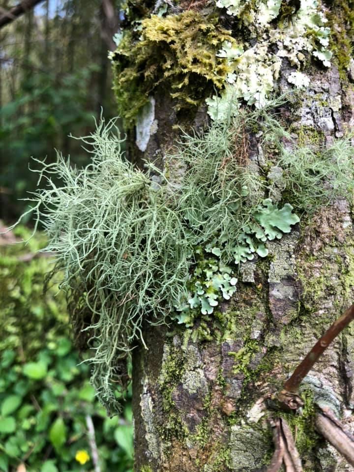 Lichens (1 of 2)
