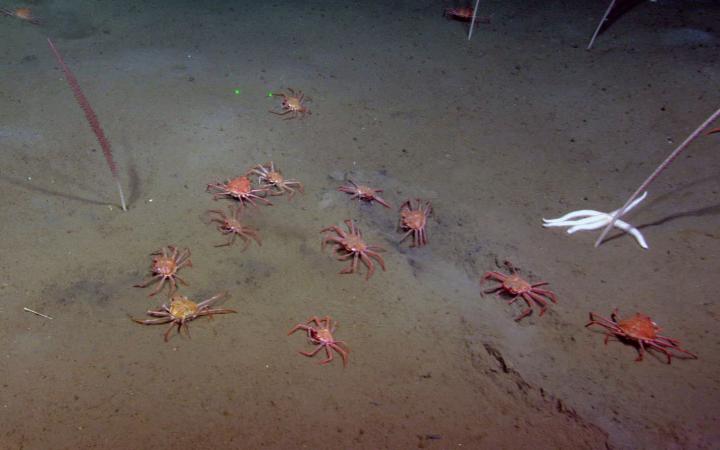 Tanner Crabs (2 of 2)