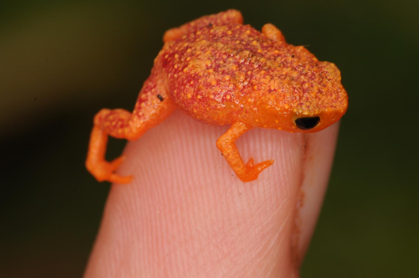 <i>Brachycephalus pitanga</i> on a Finger