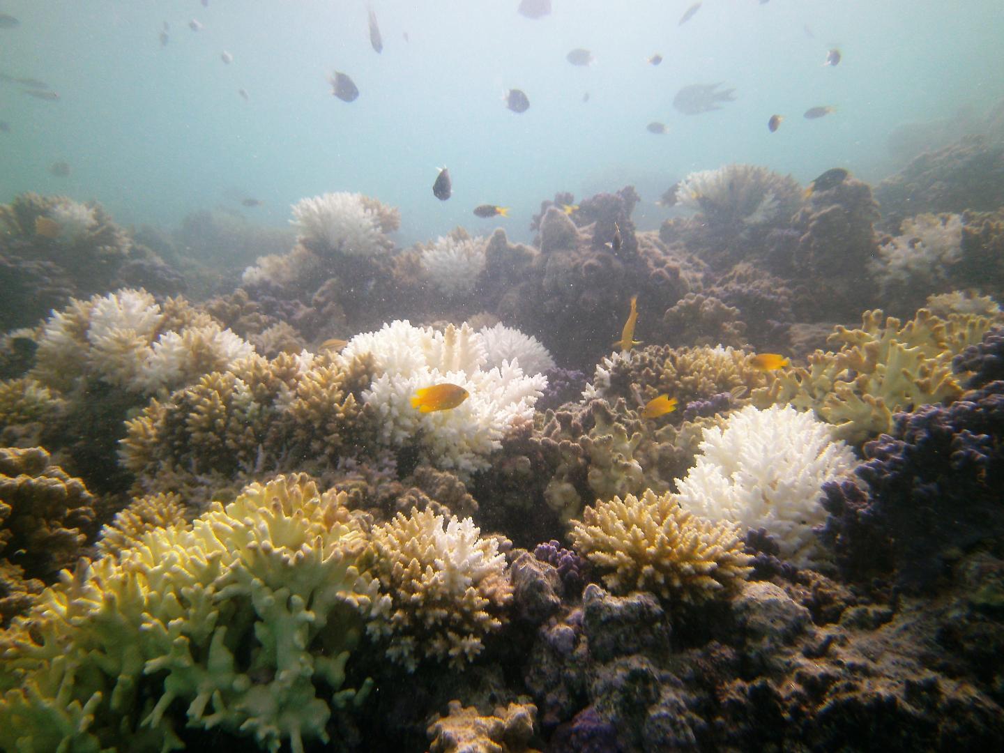 Coral Bleaching