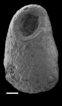 Cambrothyra Fossil