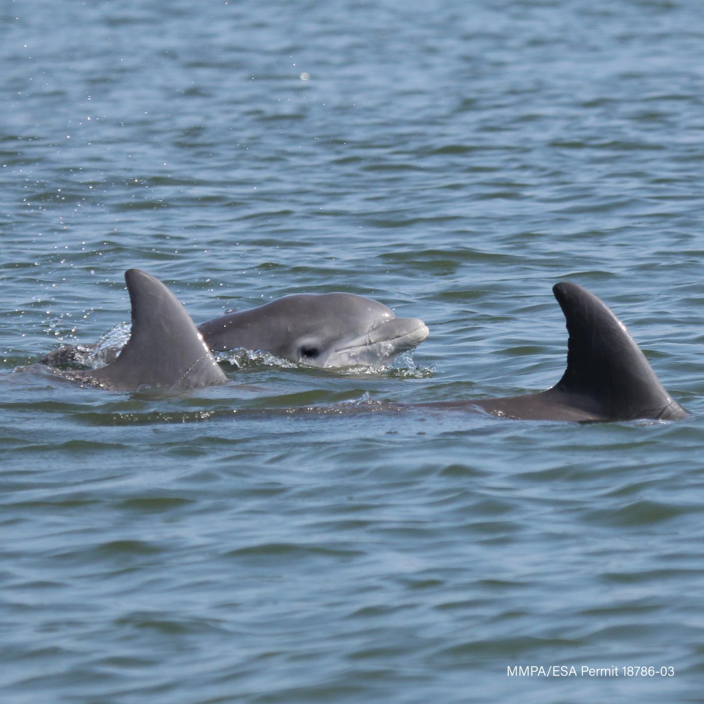 Bottlenose Dolphins