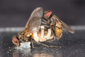 A male fly trying to mate with a female corps