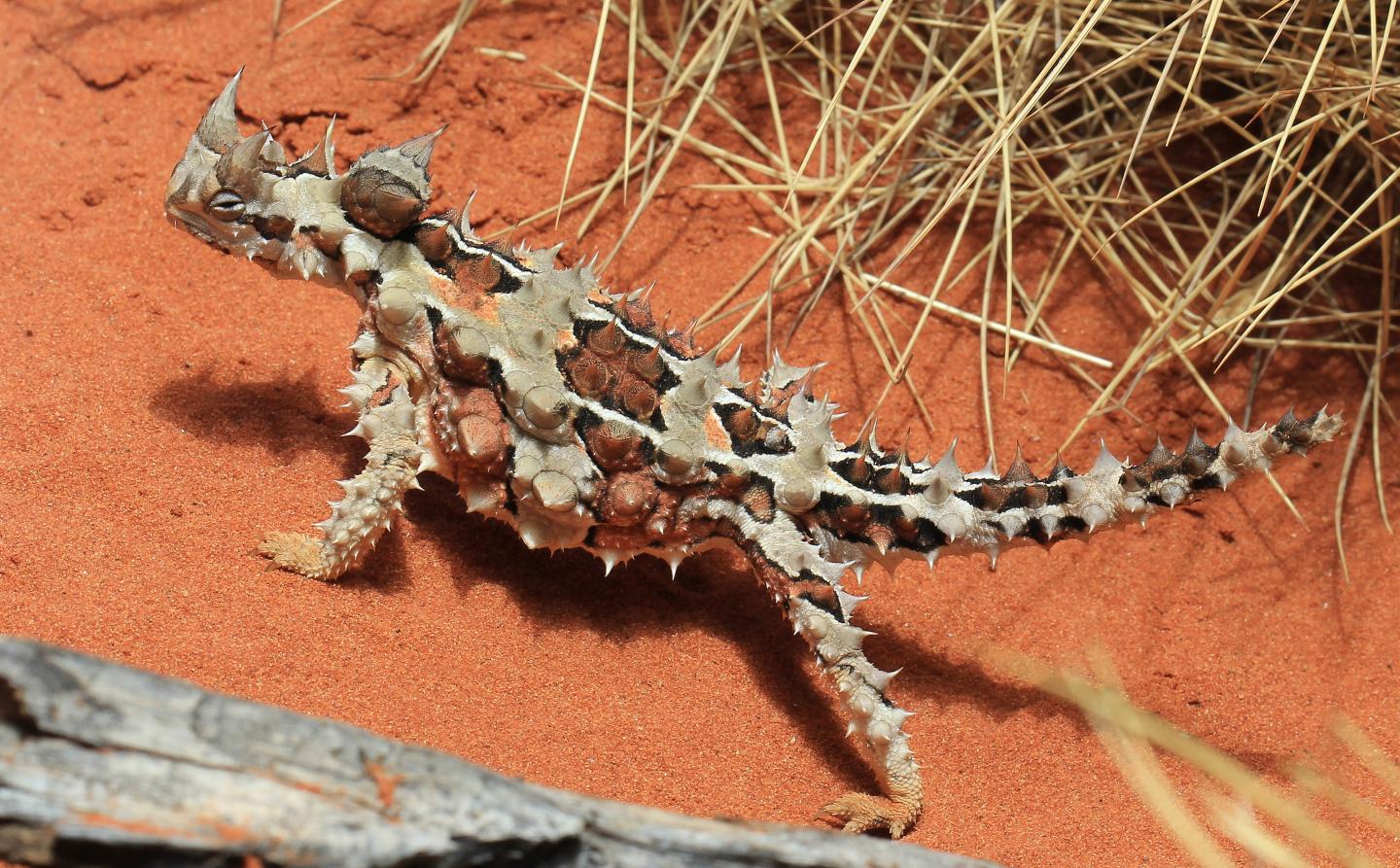 Thorny Devil