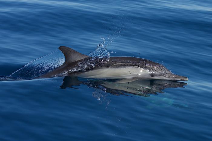 Long-beaked common dolphin