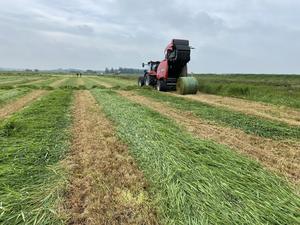 Reed grass on peatland soil