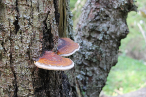 Microorganisms such as the white-rot fungi degrade lignin, a major component of plant cell walls, via extracellular enzymes. A new study identified additional microorganisms that may utilize new and previously unidentified enzymes for the degradation of lignin-based compounds.