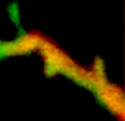 Selective Recruitment of PKMzeta