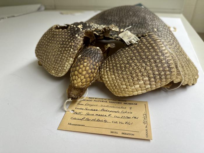 Armadillo specimen in collections