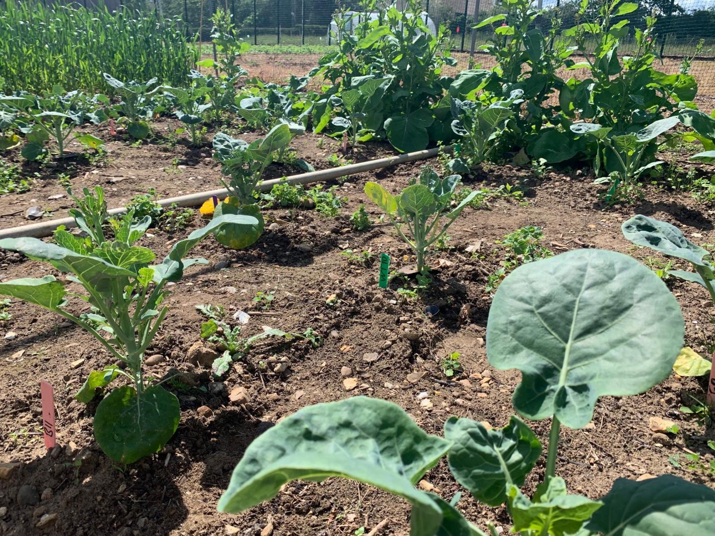 Gene-edited broccoli