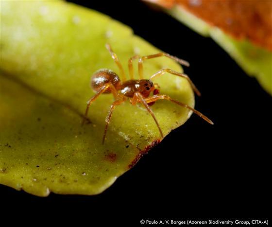 A Spider Species Recorded in the Azores